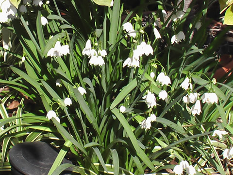 snowdrops