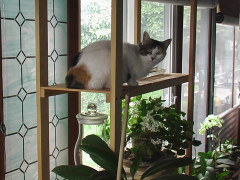 callie & shamrock