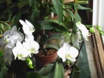 white Butterfly Orchis